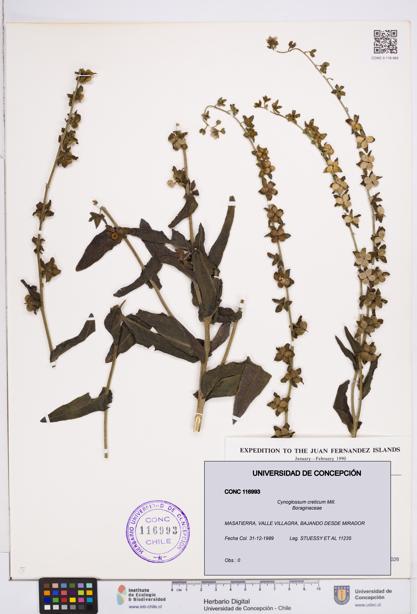 Cynoglossum creticum [Espécimen: ]