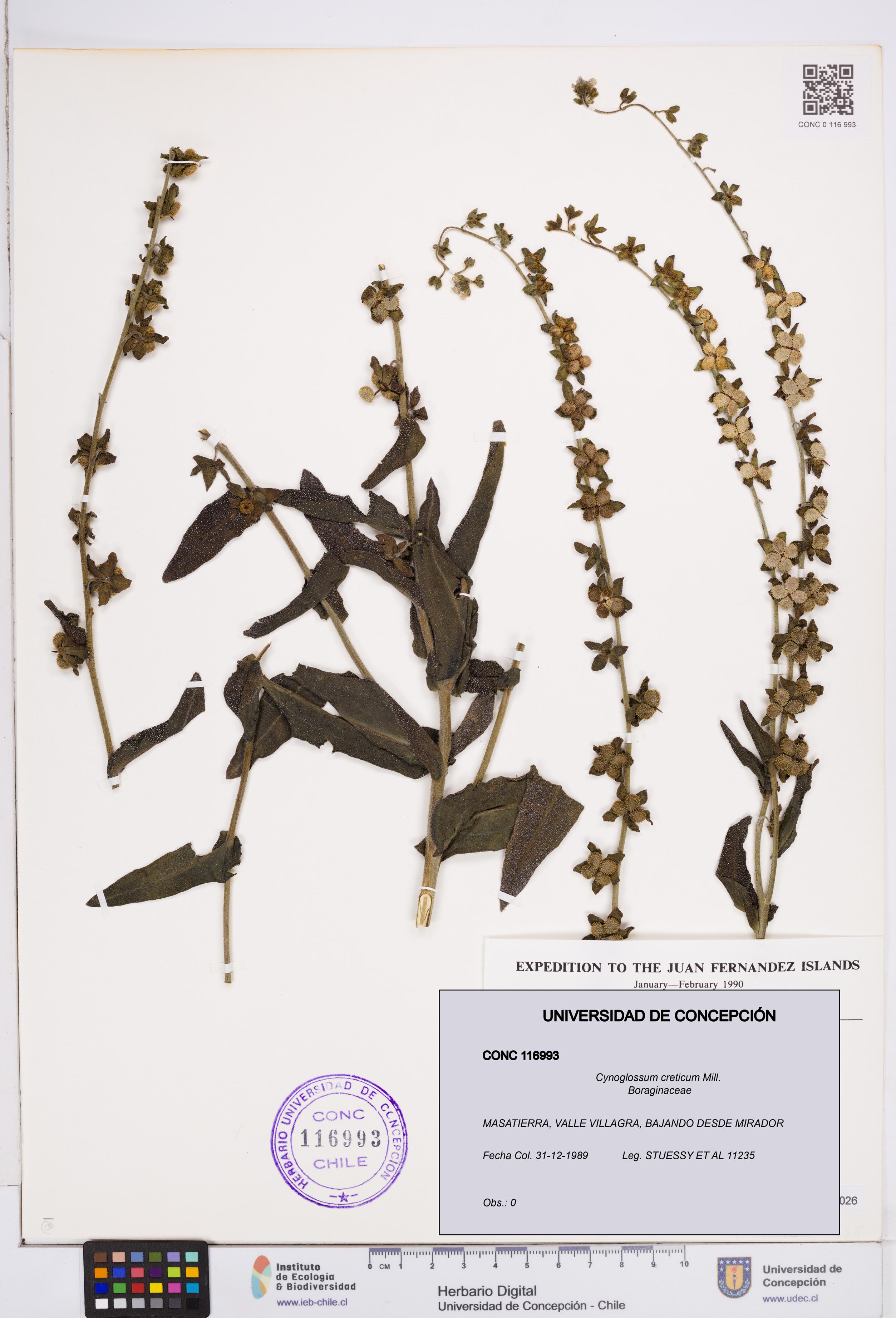 Cynoglossum creticum [Espécimen: ]