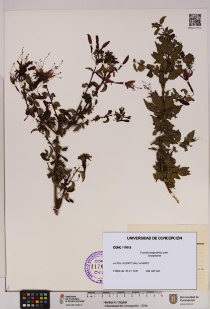 Fuchsia magellanica [Espécimen: UDEC:CONC:0117013]
