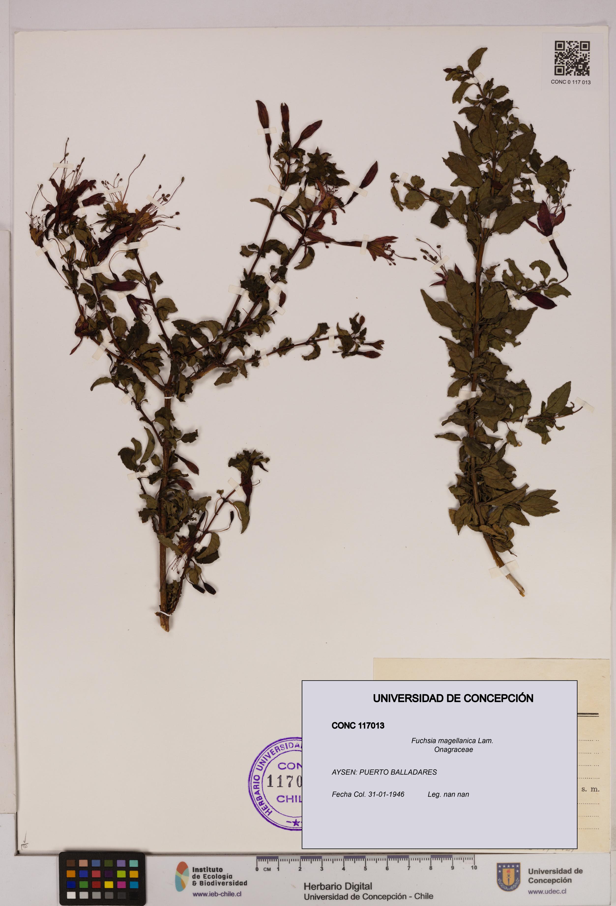 Fuchsia magellanica [Espécimen: UDEC:CONC:0117013]