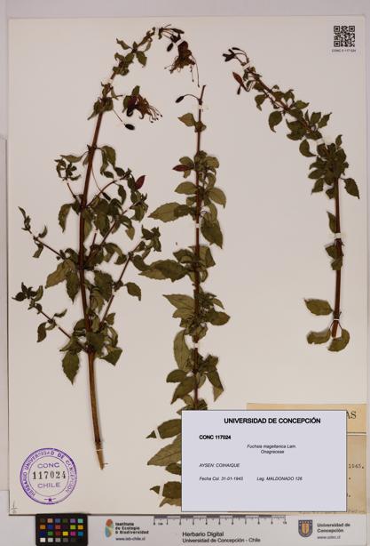 Fuchsia magellanica [Espécimen: UDEC:CONC:0117024]