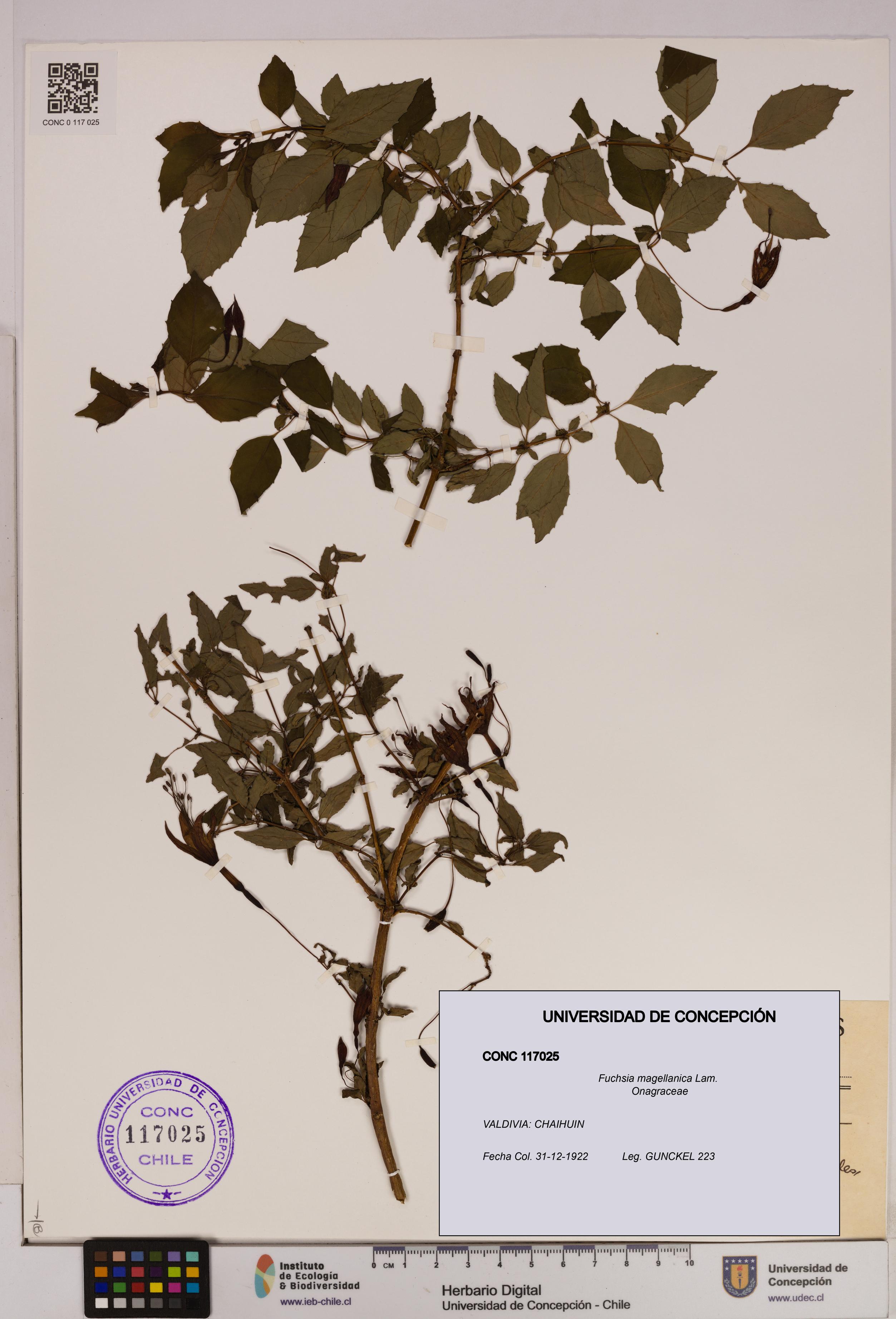Fuchsia magellanica [Espécimen: UDEC:CONC:0117025]