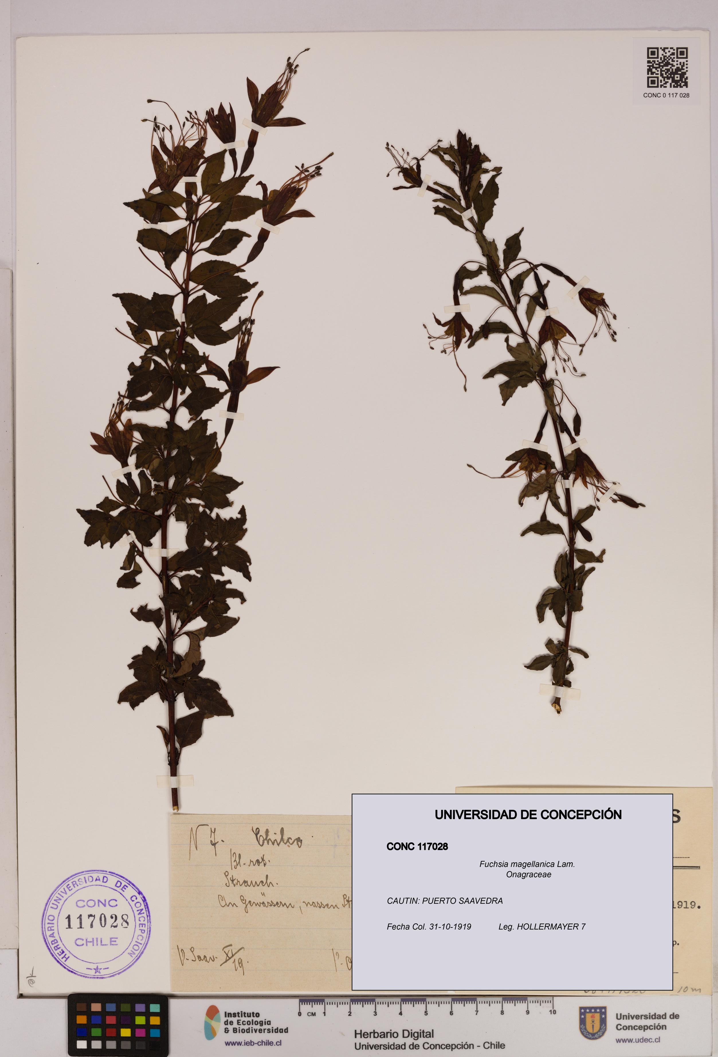 Fuchsia magellanica [Espécimen: UDEC:CONC:0117028]