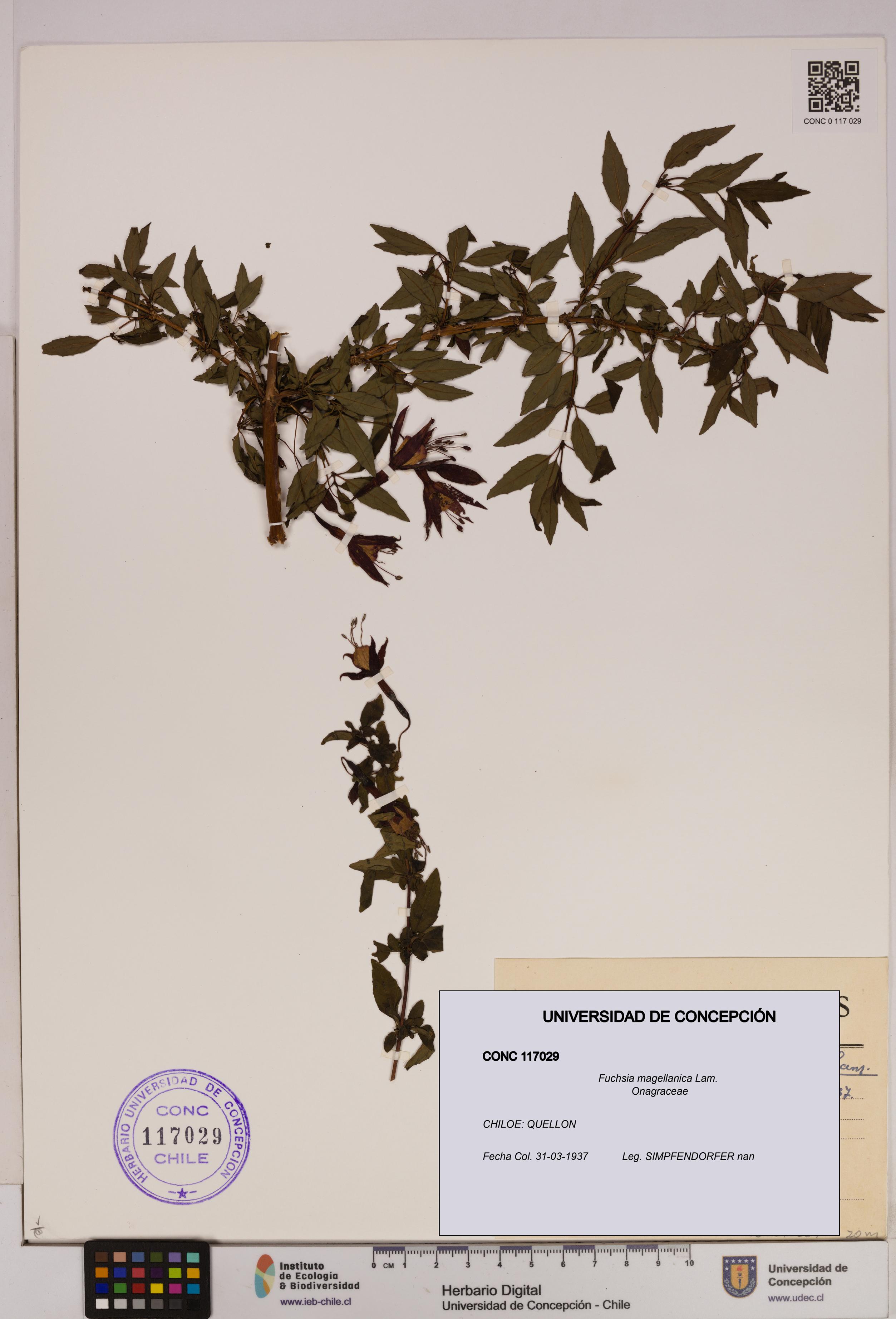 Fuchsia magellanica [Espécimen: UDEC:CONC:0117029]