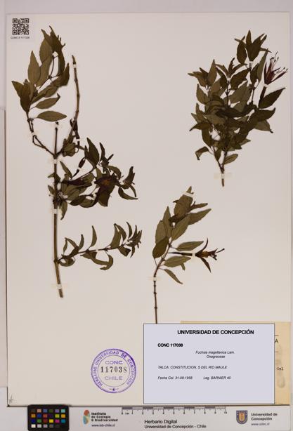 Fuchsia magellanica [Espécimen: UDEC:CONC:0117038]