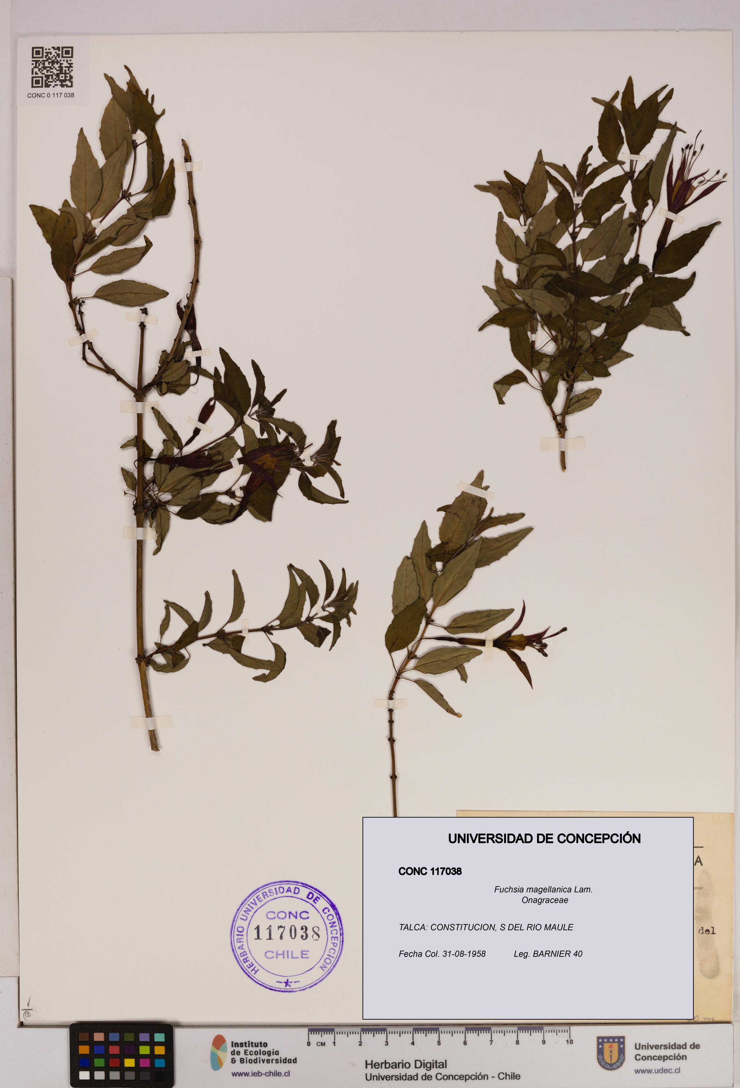 Fuchsia magellanica [Espécimen: UDEC:CONC:0117038]