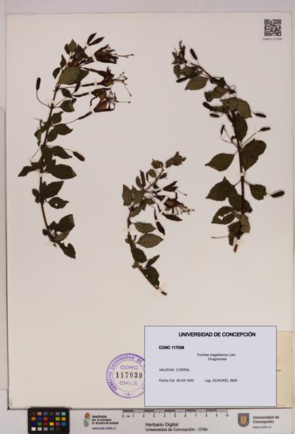 Fuchsia magellanica [Espécimen: UDEC:CONC:0117039]