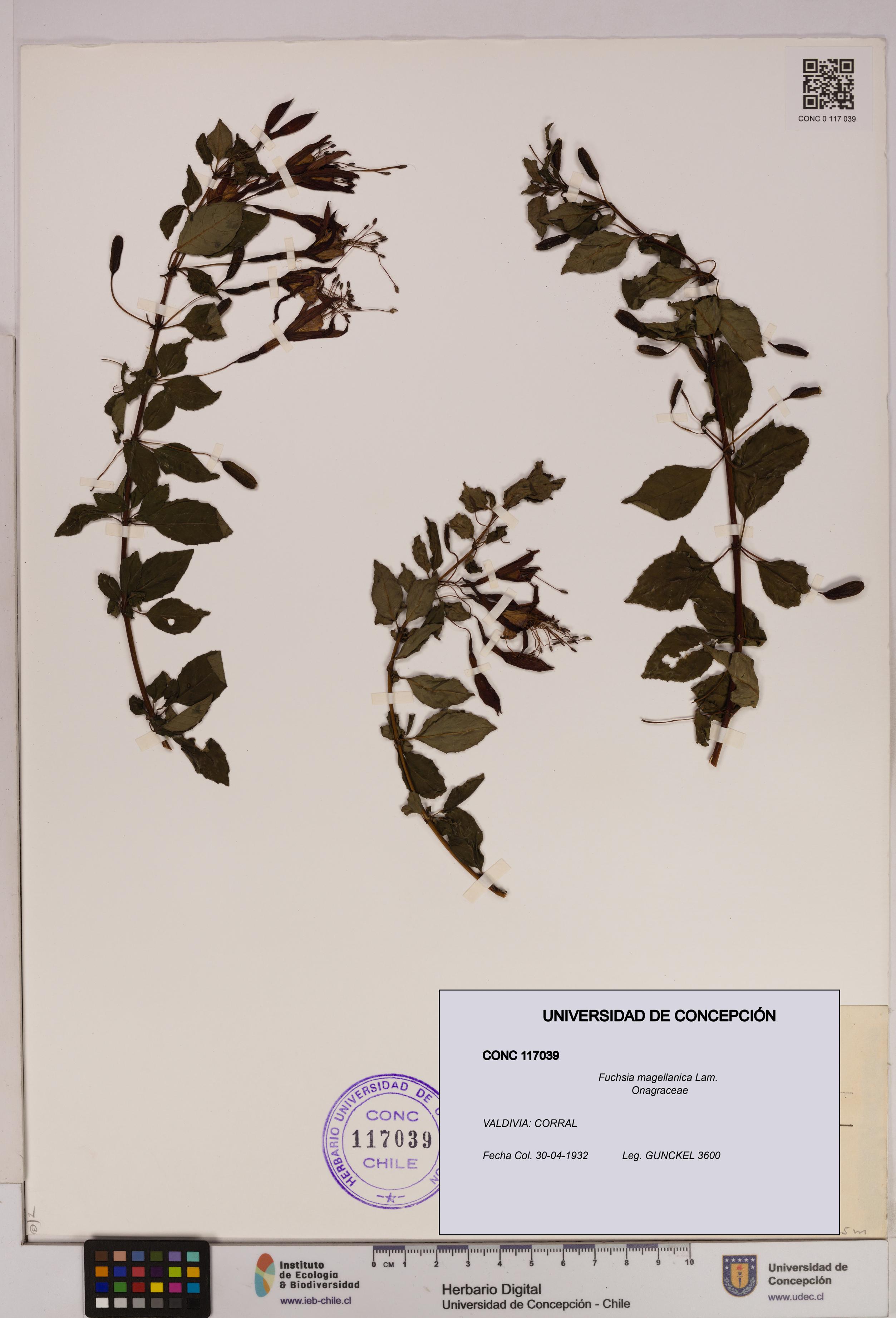 Fuchsia magellanica [Espécimen: UDEC:CONC:0117039]