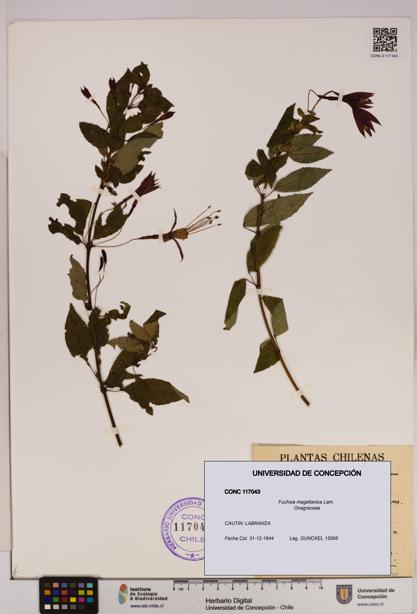 Fuchsia magellanica [Espécimen: UDEC:CONC:0117043]