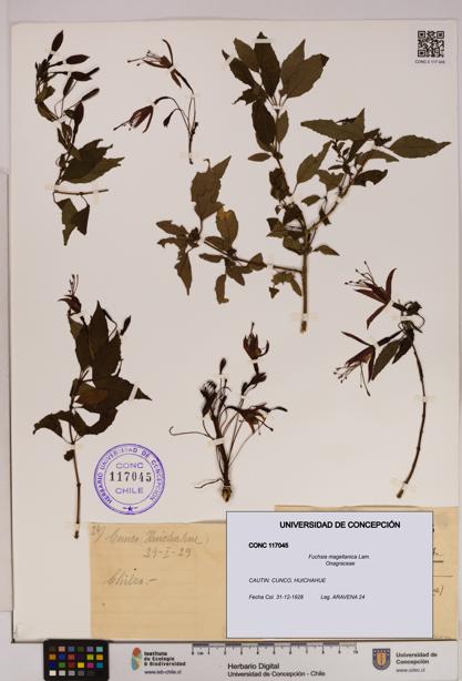 Fuchsia magellanica [Espécimen: UDEC:CONC:0117045]