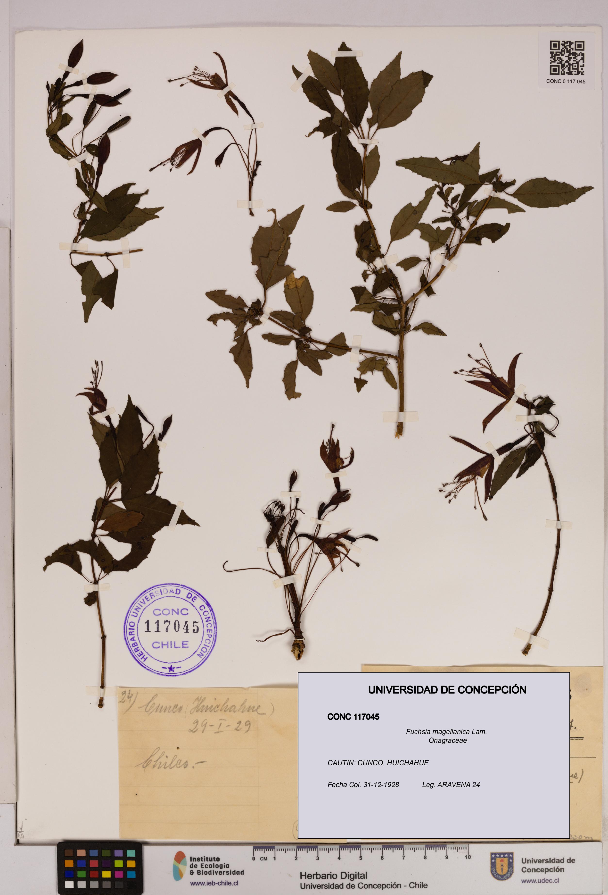 Fuchsia magellanica [Espécimen: UDEC:CONC:0117045]