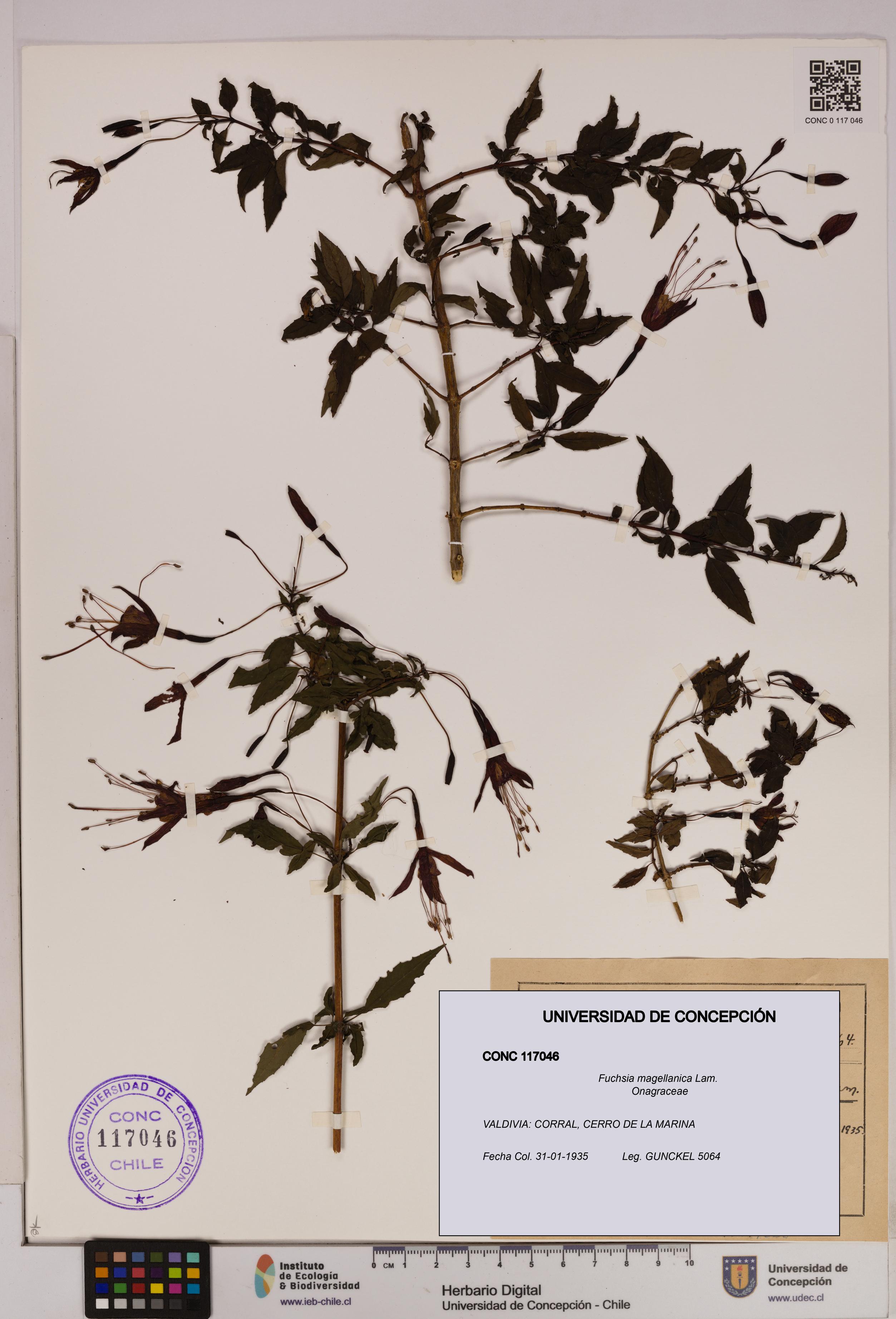 Fuchsia magellanica [Espécimen: UDEC:CONC:0117046]