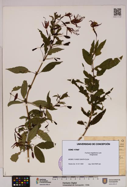 Fuchsia magellanica [Espécimen: UDEC:CONC:0117047]