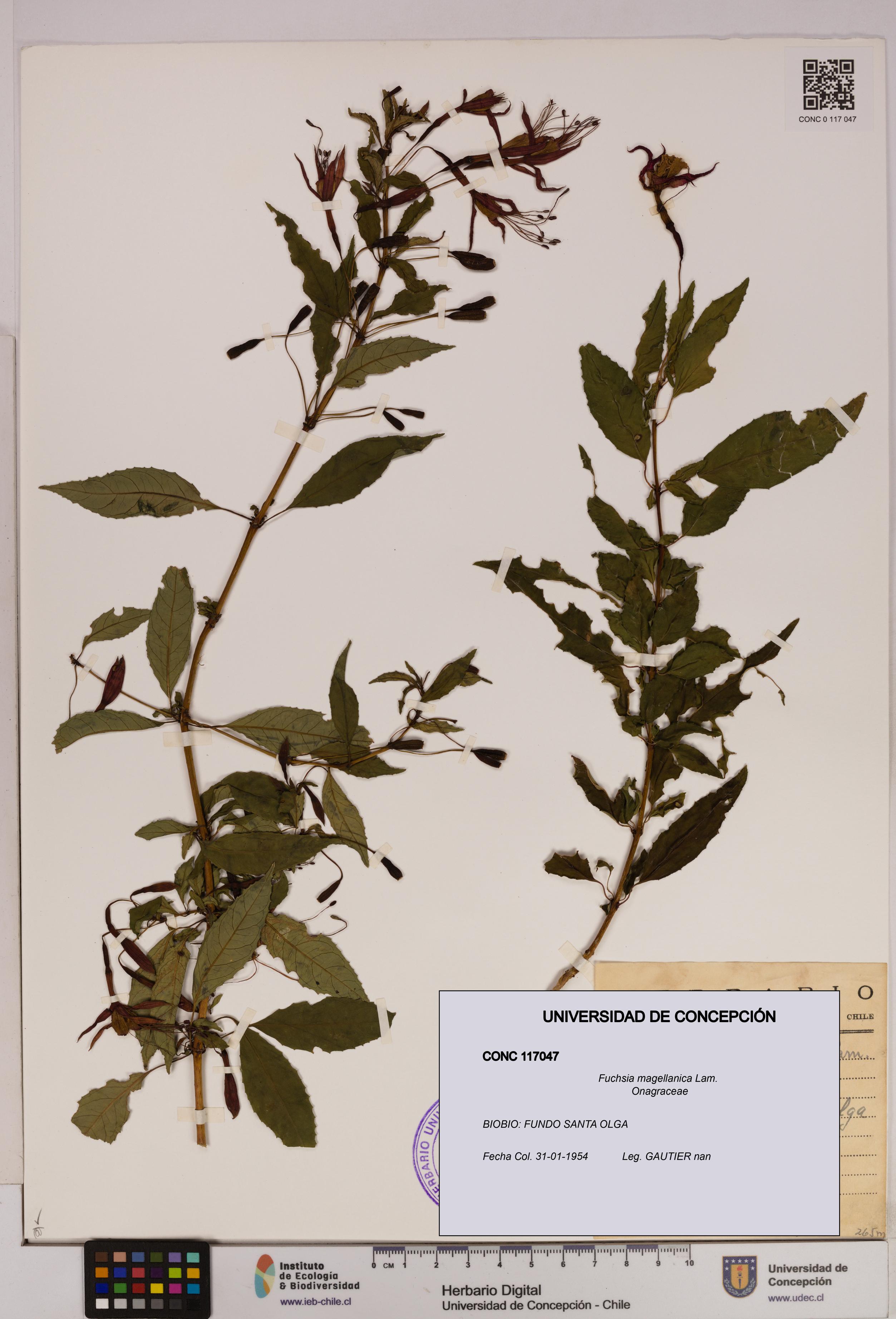 Fuchsia magellanica [Espécimen: UDEC:CONC:0117047]