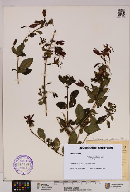 Fuchsia magellanica [Espécimen: UDEC:CONC:0117048]