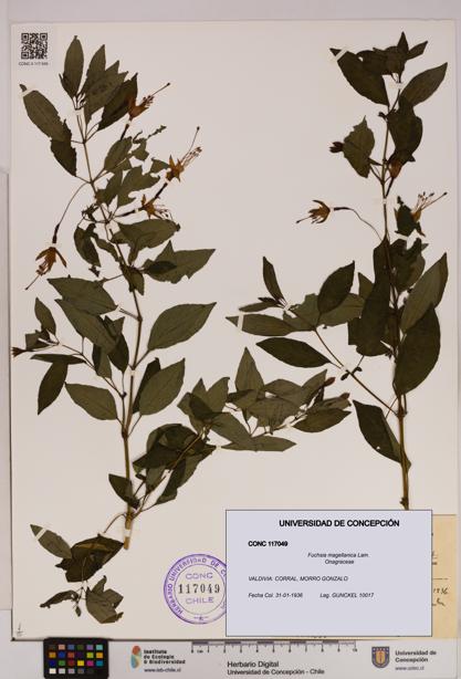 Fuchsia magellanica [Espécimen: UDEC:CONC:0117049]