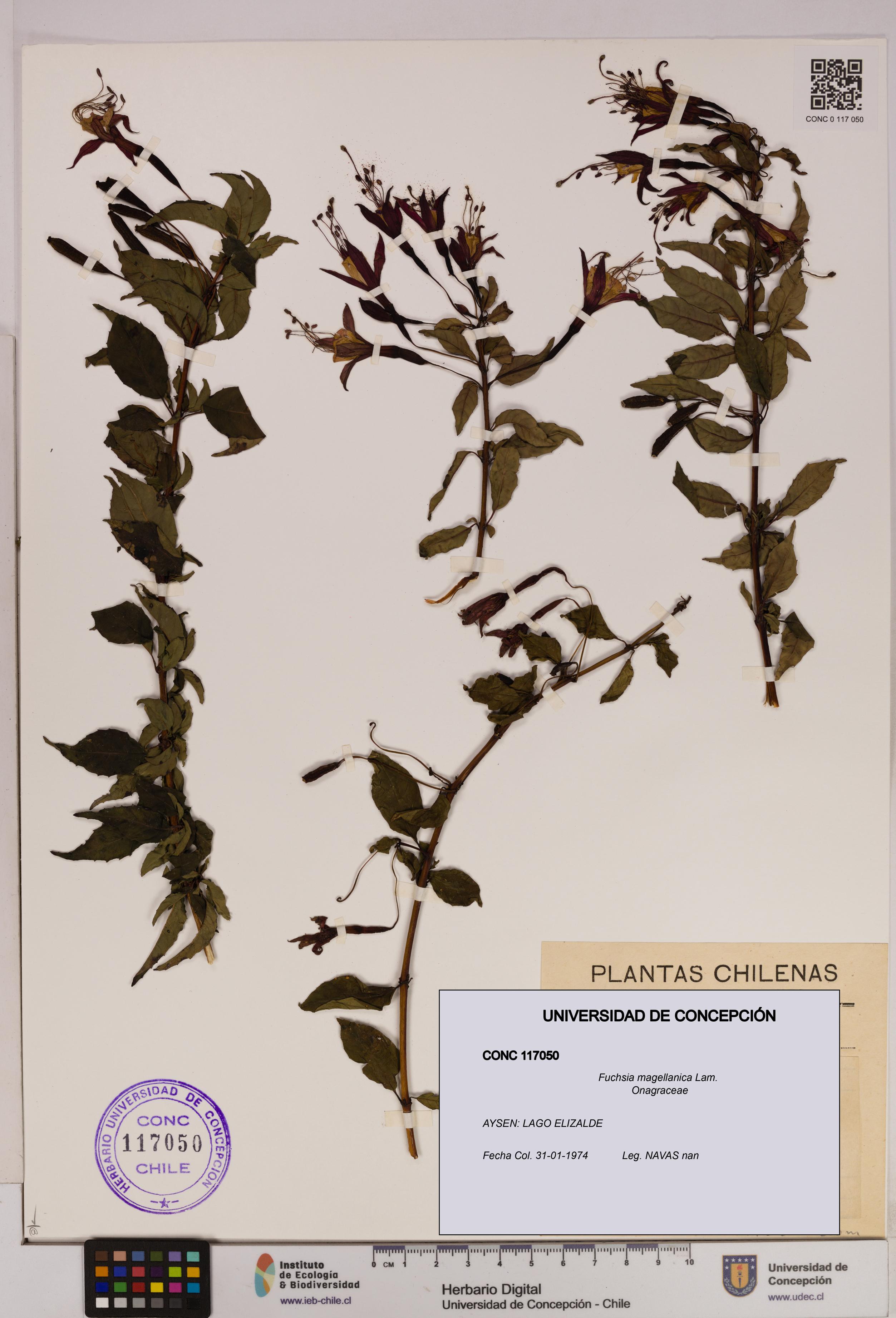Fuchsia magellanica [Espécimen: UDEC:CONC:0117050]