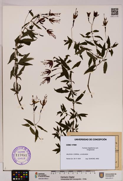Fuchsia magellanica [Espécimen: UDEC:CONC:0117051]