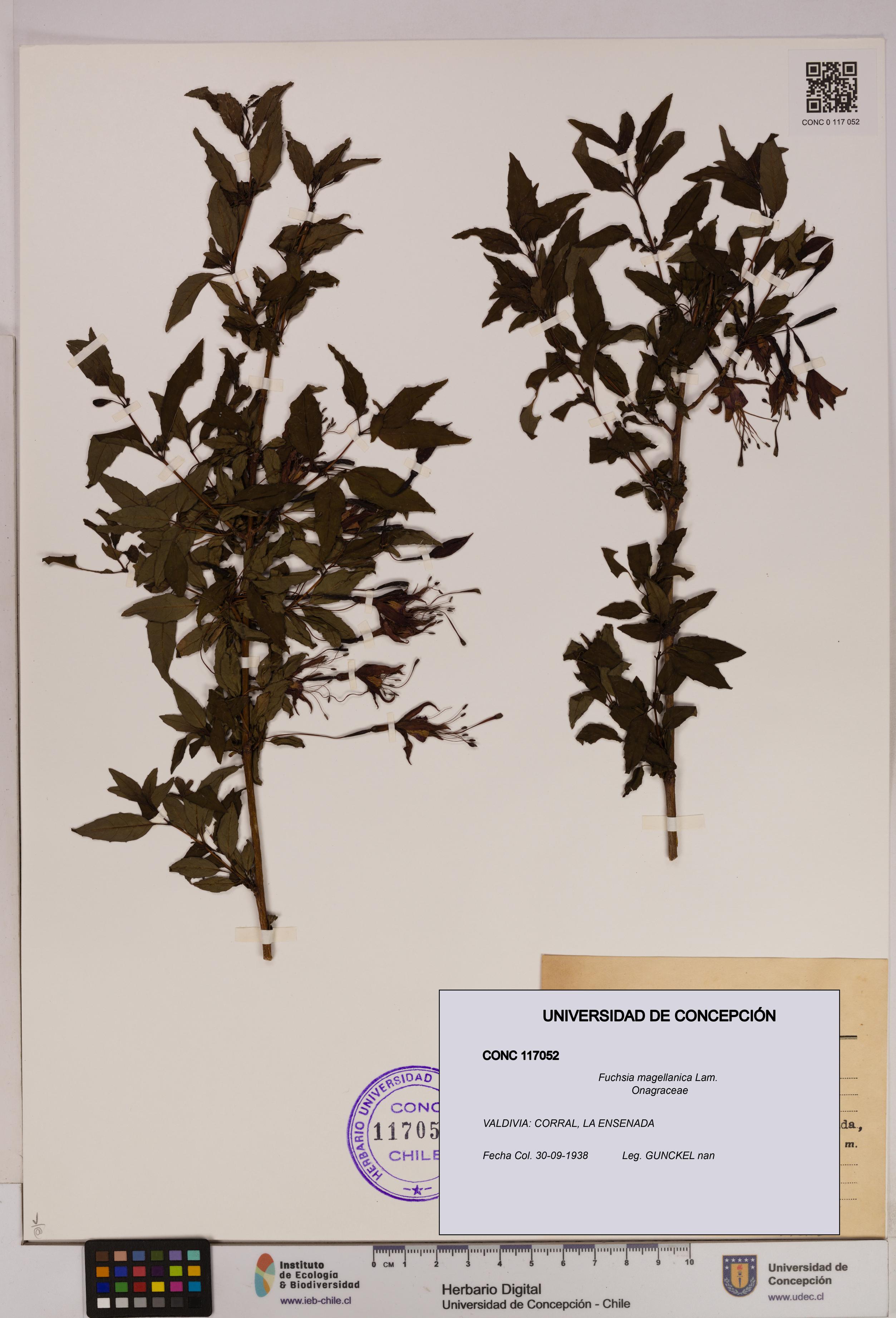 Fuchsia magellanica [Espécimen: UDEC:CONC:0117052]