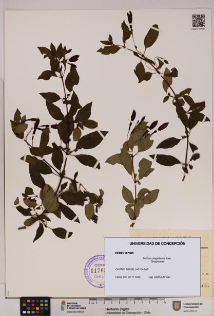 Fuchsia magellanica [Espécimen: UDEC:CONC:0117053]