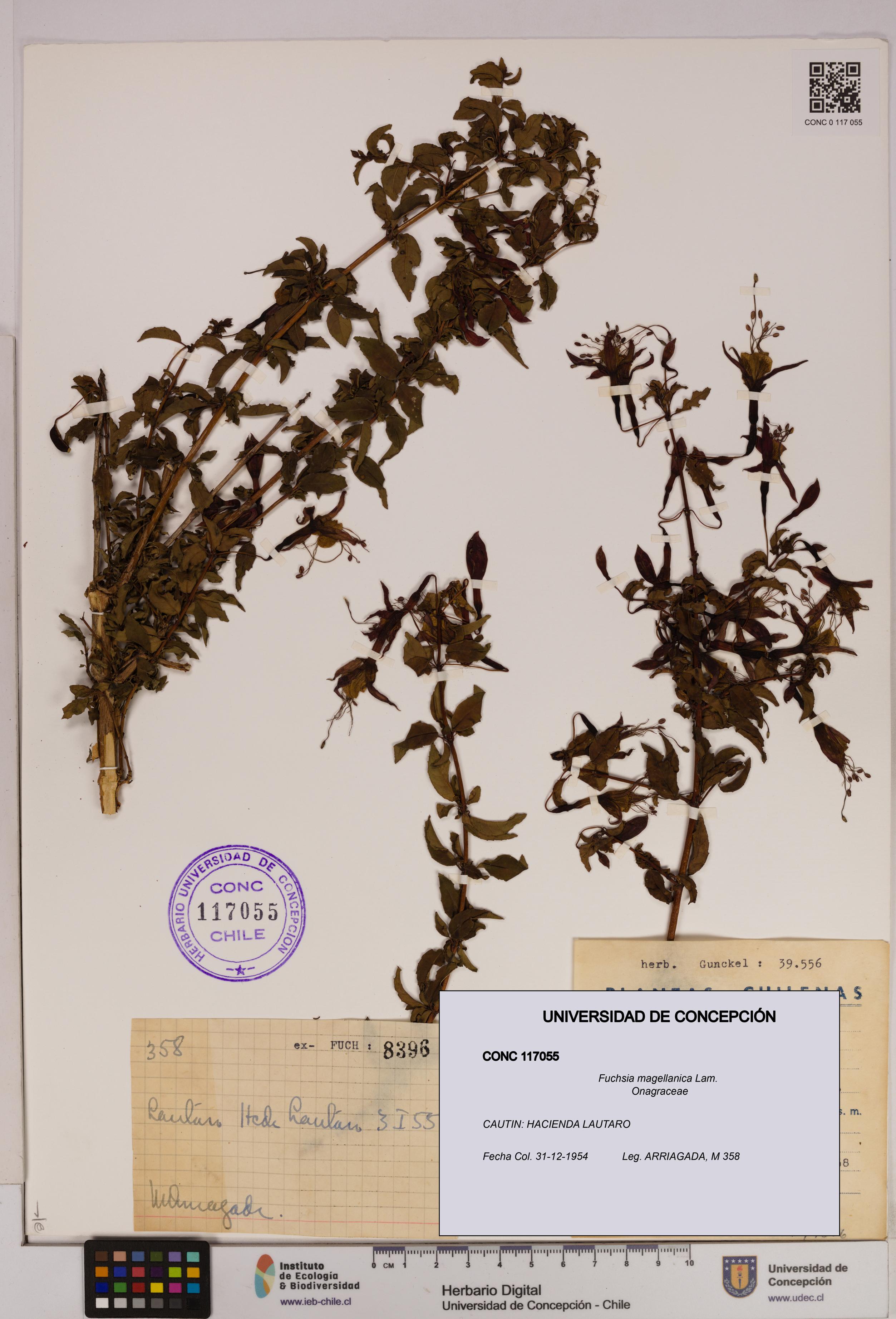Fuchsia magellanica [Espécimen: UDEC:CONC:0117055]
