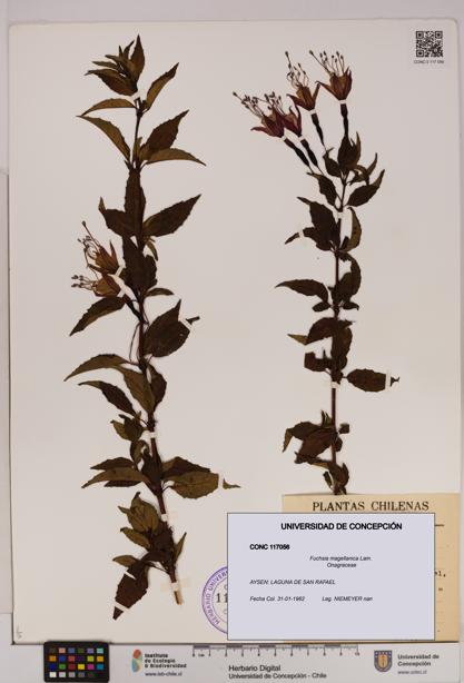 Fuchsia magellanica [Espécimen: UDEC:CONC:0117056]