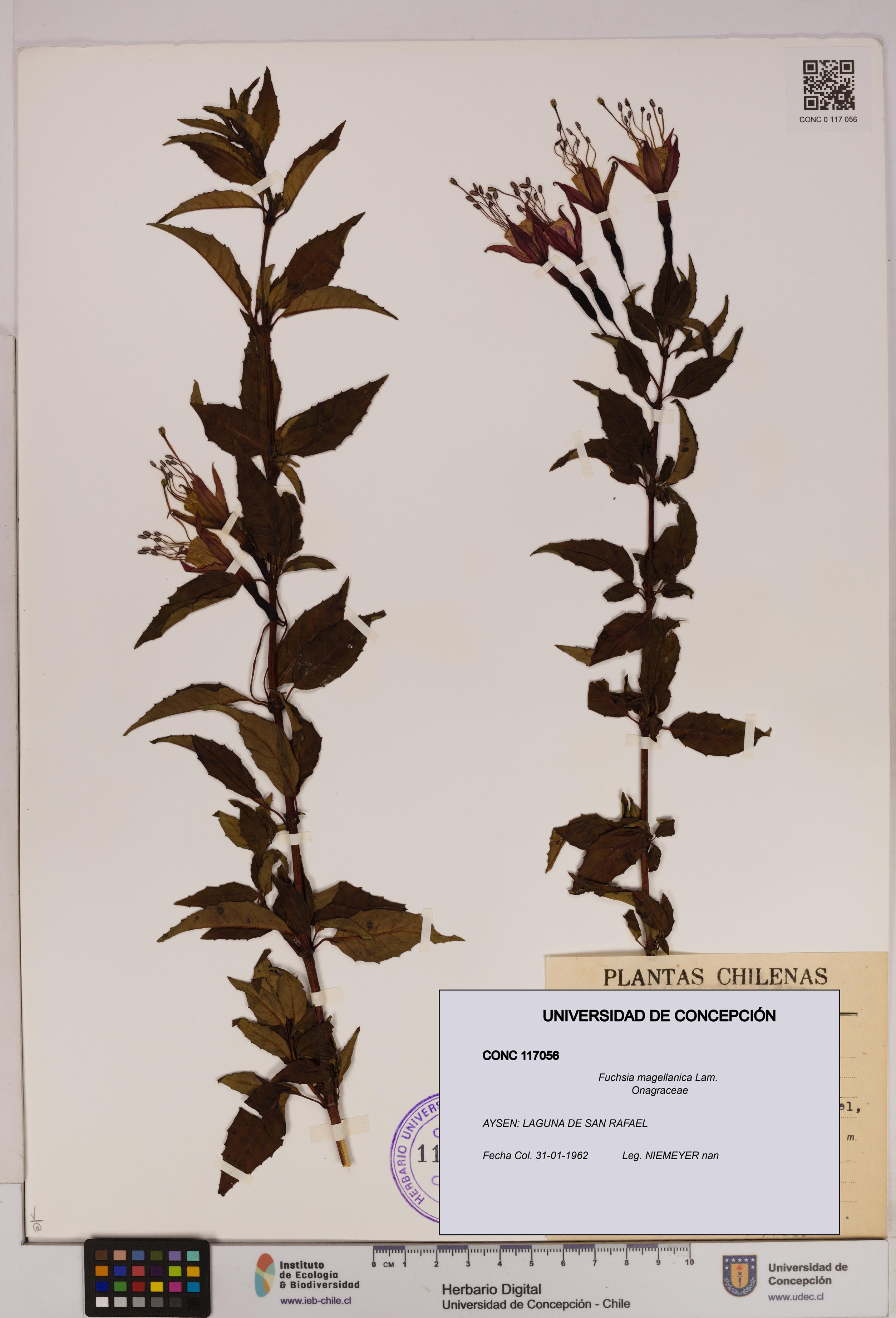 Fuchsia magellanica [Espécimen: UDEC:CONC:0117056]
