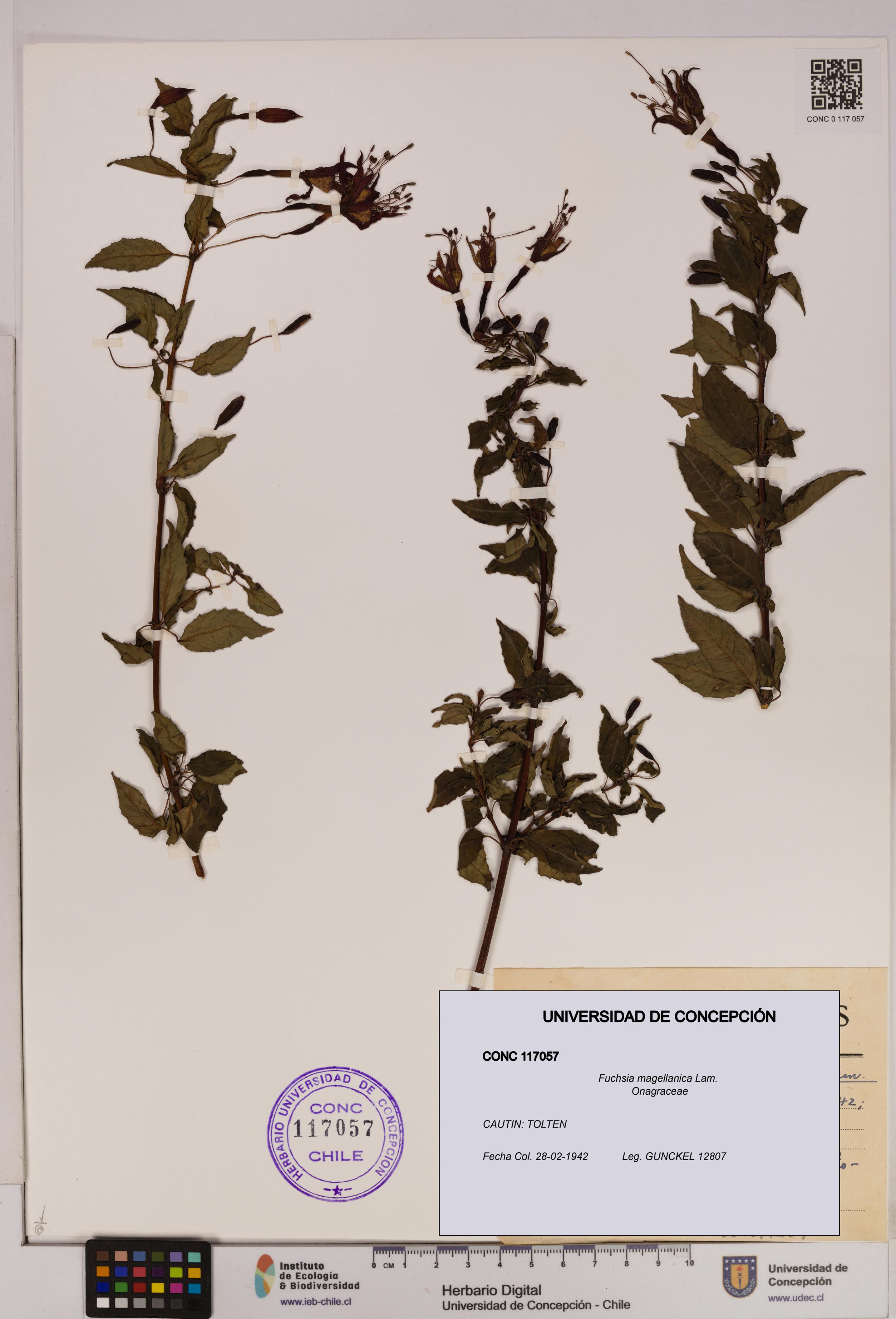 Fuchsia magellanica [Espécimen: UDEC:CONC:0117057]