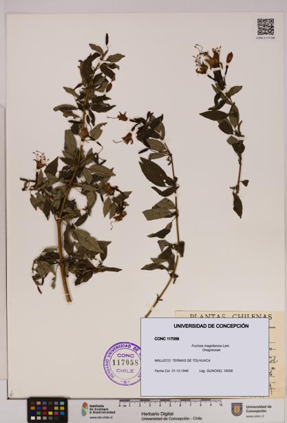 Fuchsia magellanica [Espécimen: UDEC:CONC:0117058]