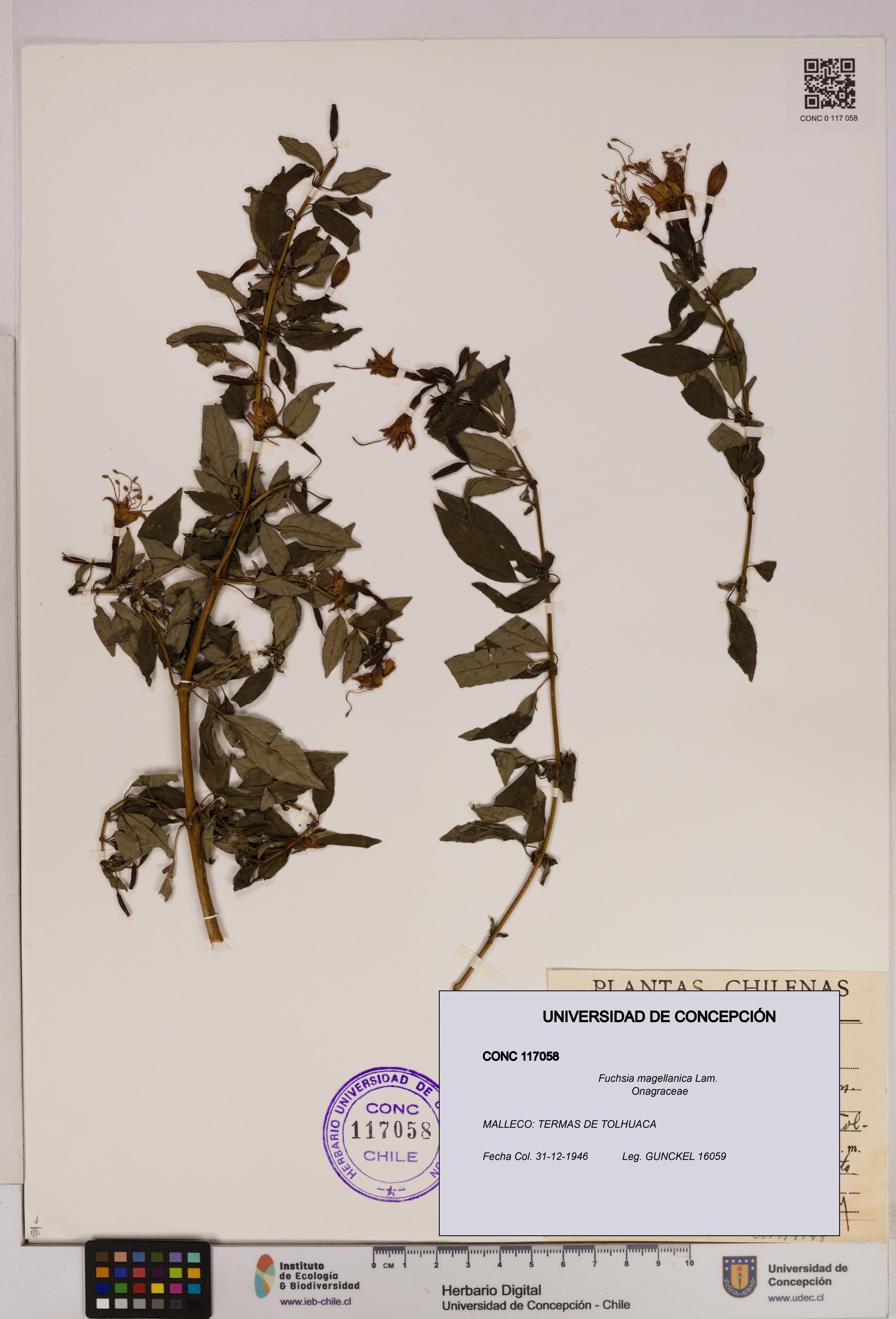 Fuchsia magellanica [Espécimen: UDEC:CONC:0117058]