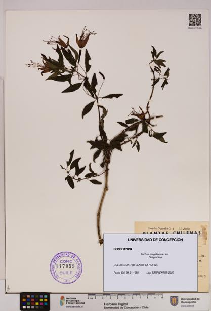 Fuchsia magellanica [Espécimen: UDEC:CONC:0117059]