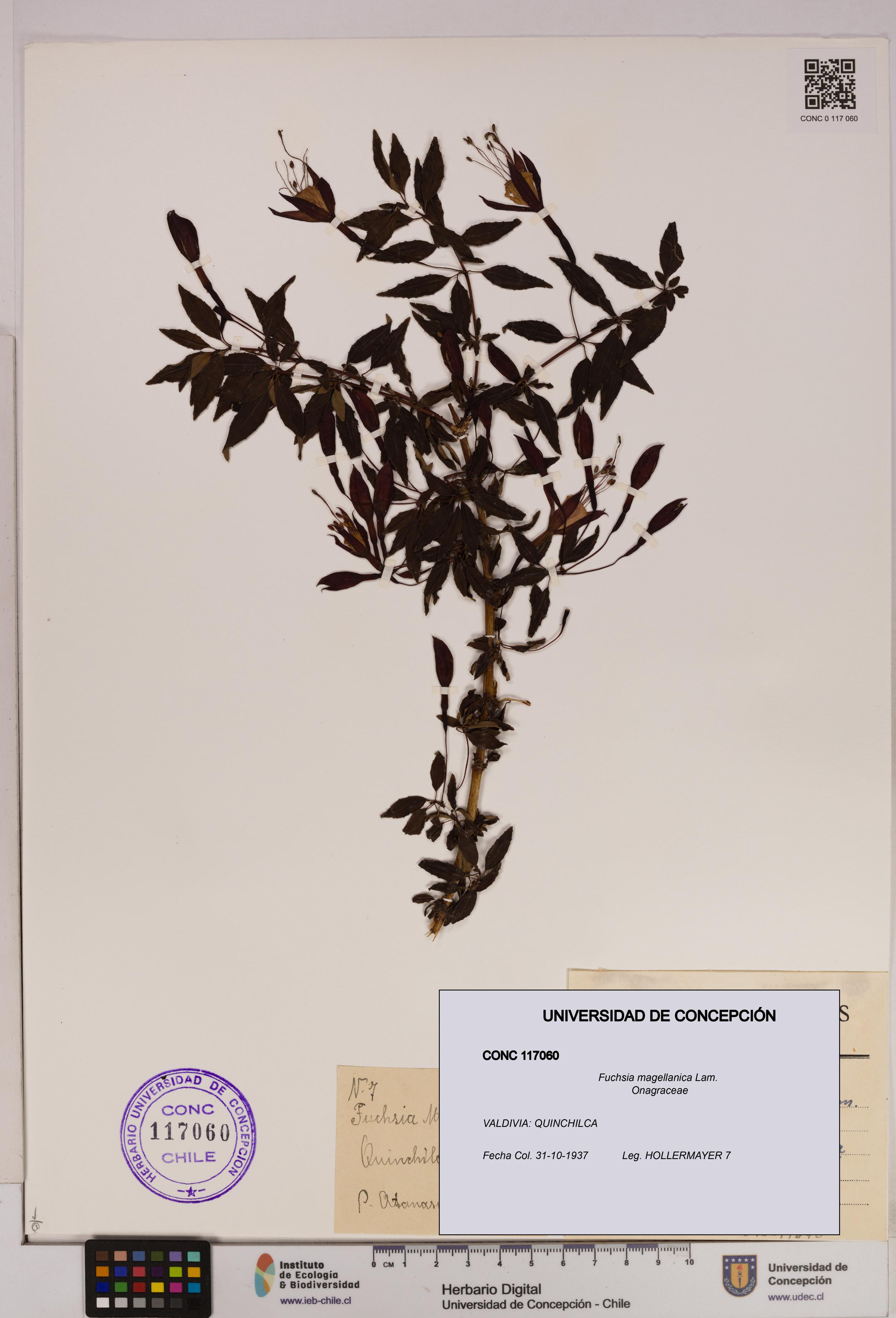 Fuchsia magellanica [Espécimen: UDEC:CONC:0117060]