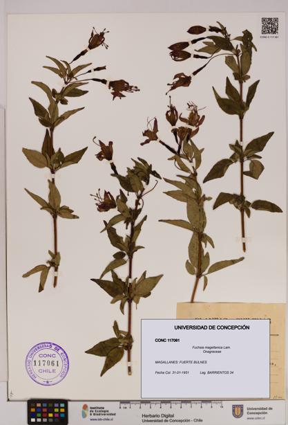 Fuchsia magellanica [Espécimen: UDEC:CONC:0117061]