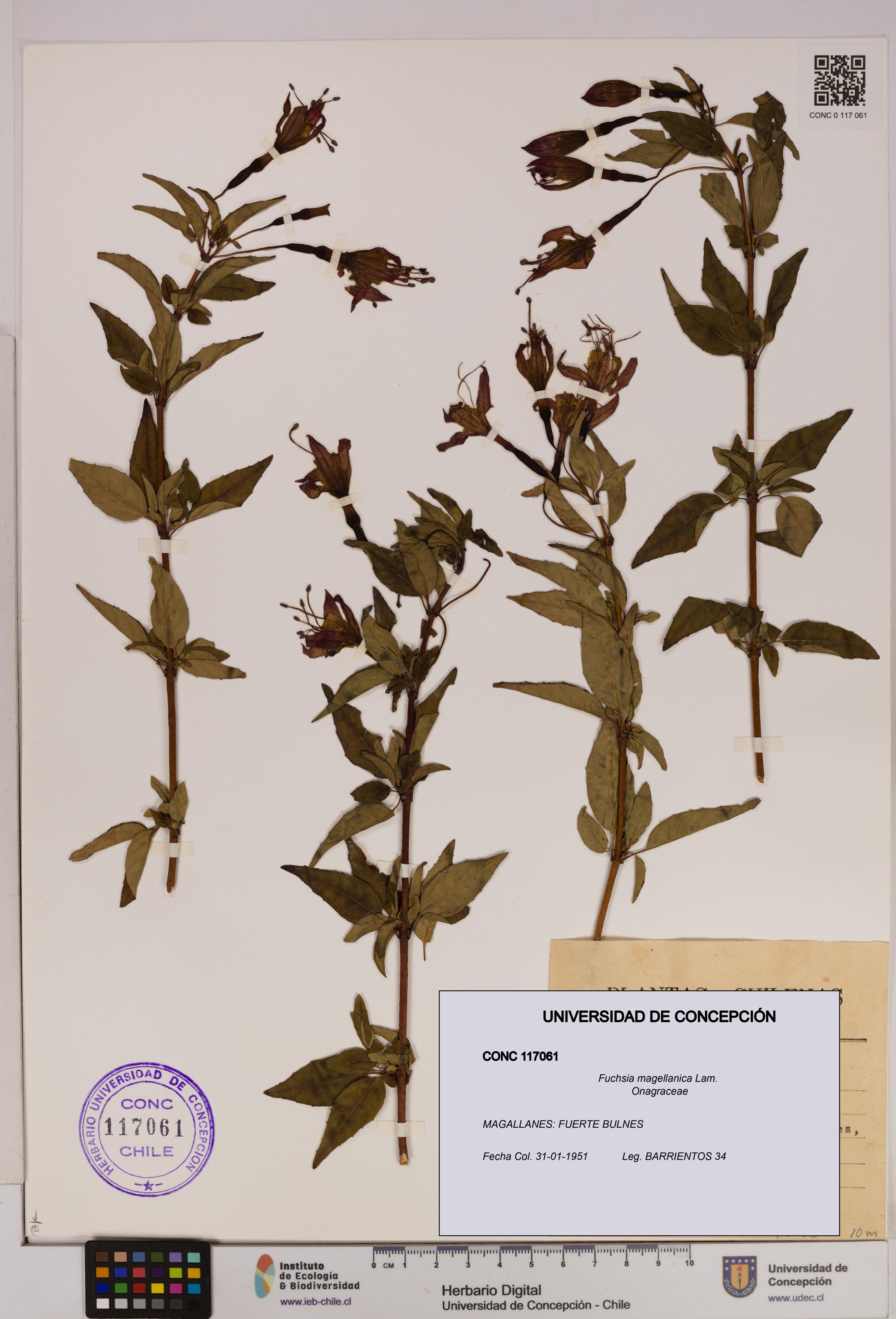 Fuchsia magellanica [Espécimen: UDEC:CONC:0117061]