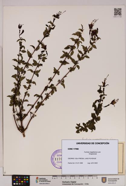 Fuchsia magellanica [Espécimen: UDEC:CONC:0117062]