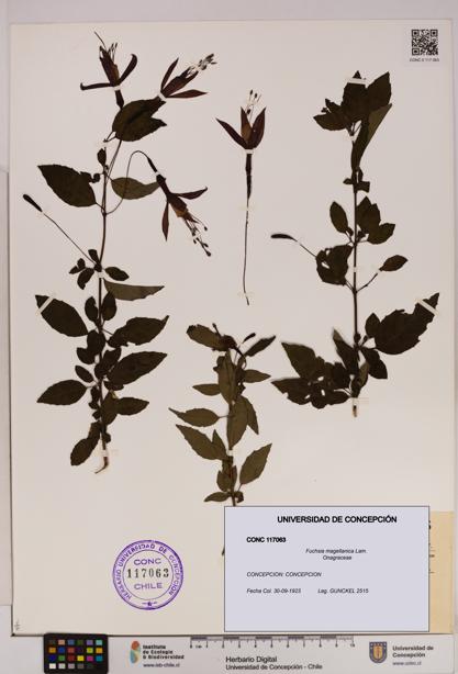 Fuchsia magellanica [Espécimen: UDEC:CONC:0117063]