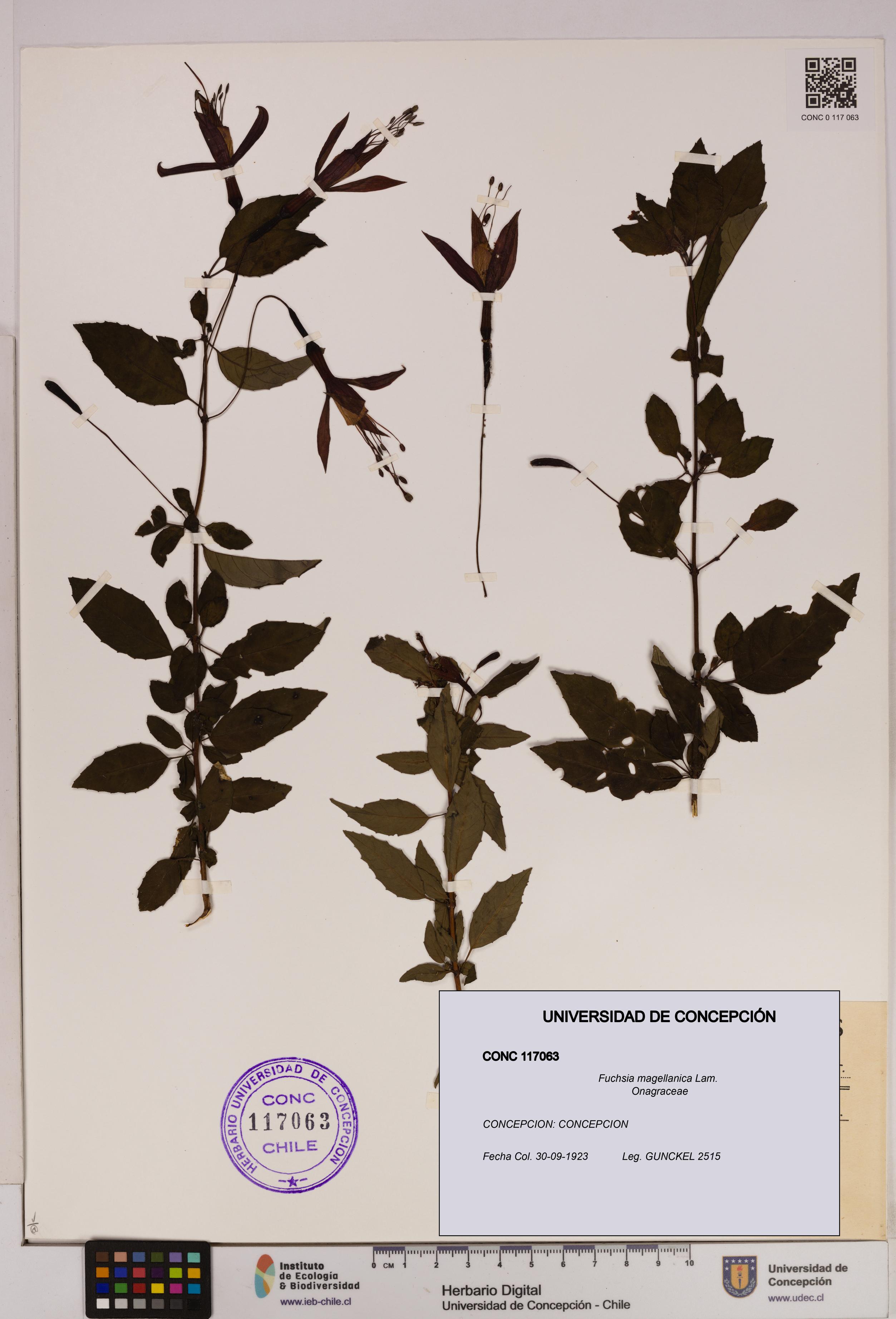 Fuchsia magellanica [Espécimen: UDEC:CONC:0117063]