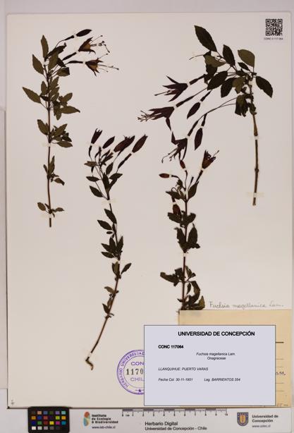 Fuchsia magellanica [Espécimen: UDEC:CONC:0117064]