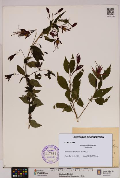 Fuchsia magellanica [Espécimen: UDEC:CONC:0117069]