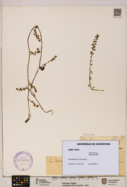 Dioscorea sp. [Espécimen: ]