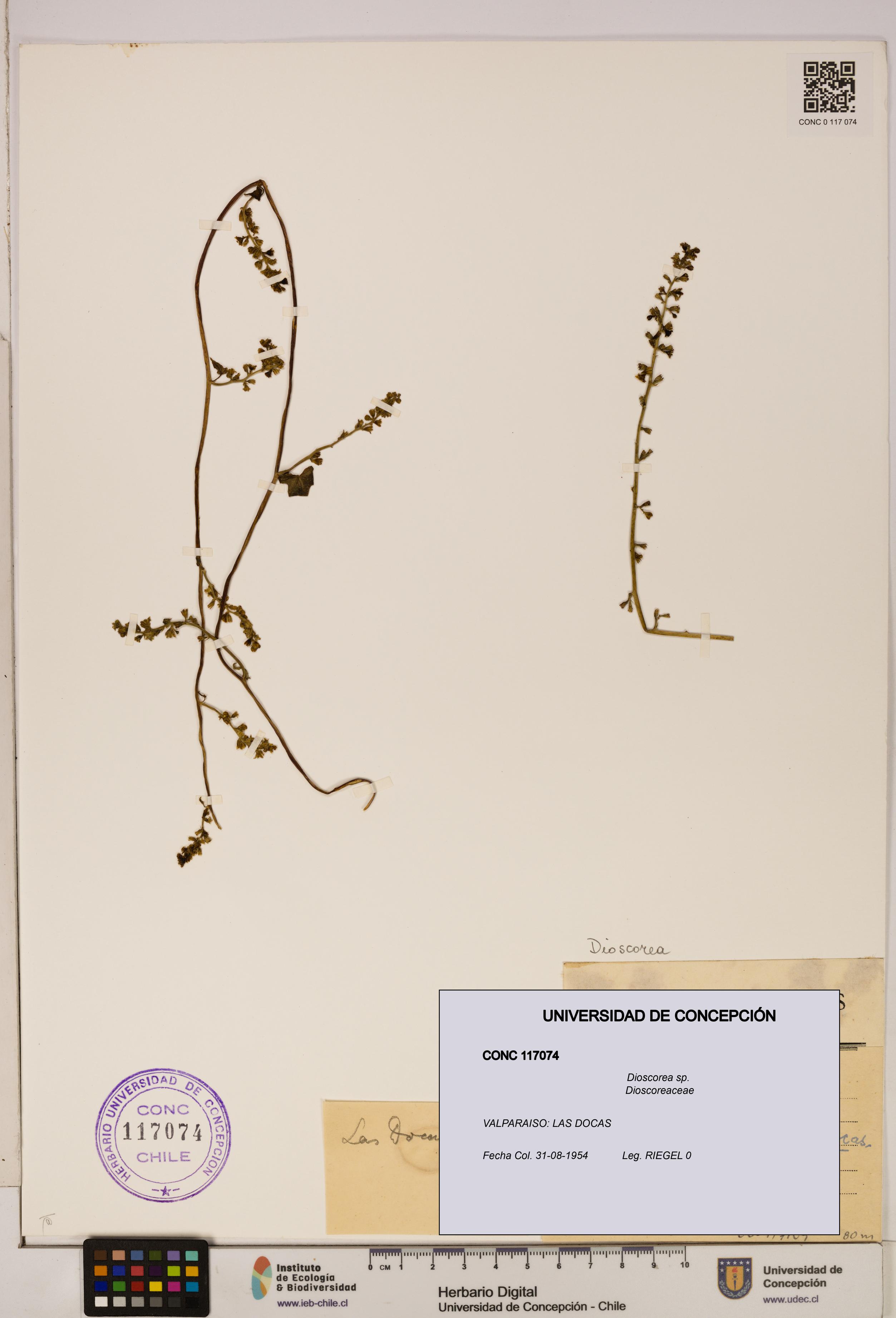 Dioscorea sp. [Espécimen: ]