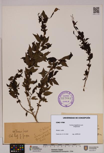 Fuchsia magellanica [Espécimen: UDEC:CONC:0117081]