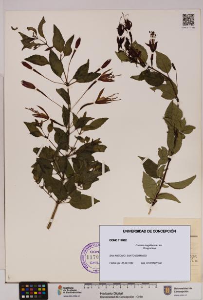 Fuchsia magellanica [Espécimen: UDEC:CONC:0117082]