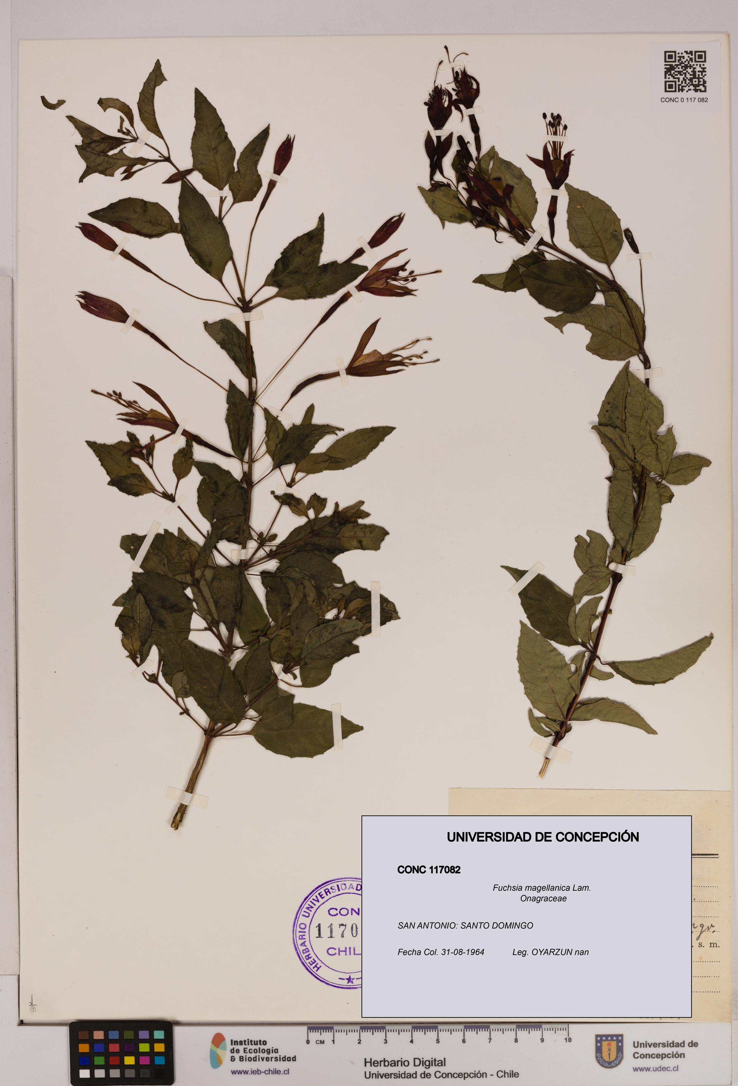 Fuchsia magellanica [Espécimen: UDEC:CONC:0117082]