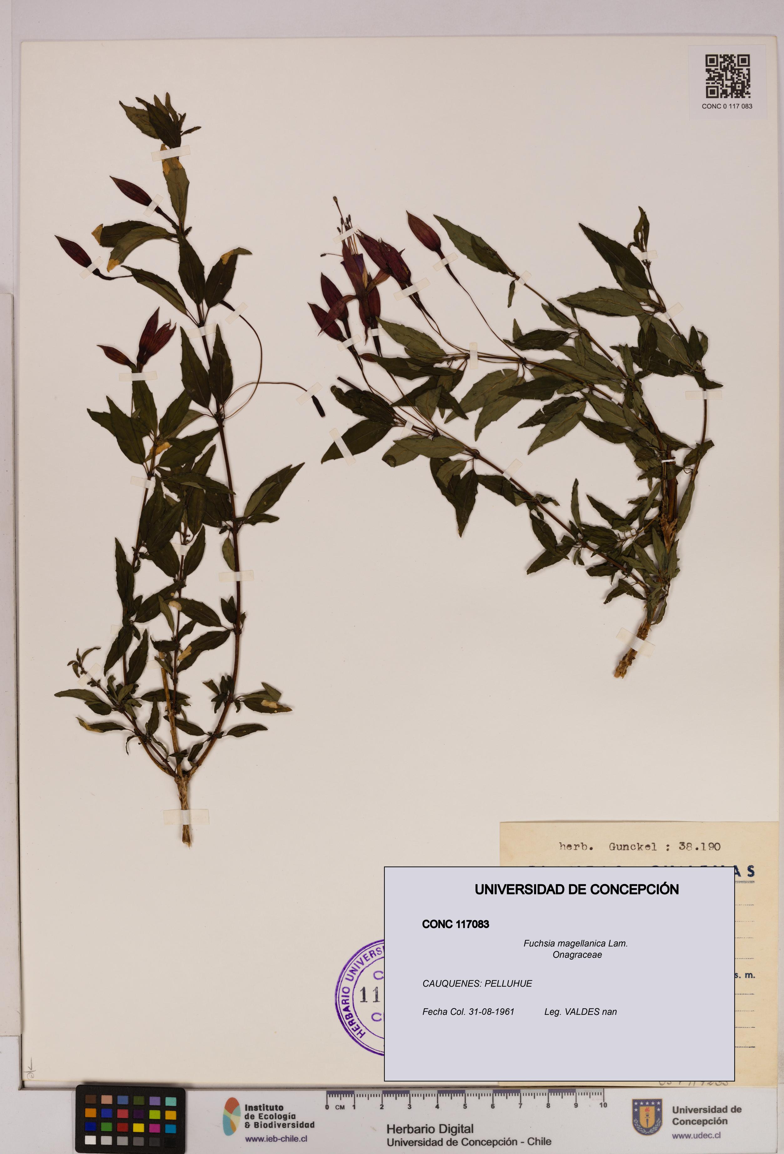 Fuchsia magellanica [Espécimen: UDEC:CONC:0117083]