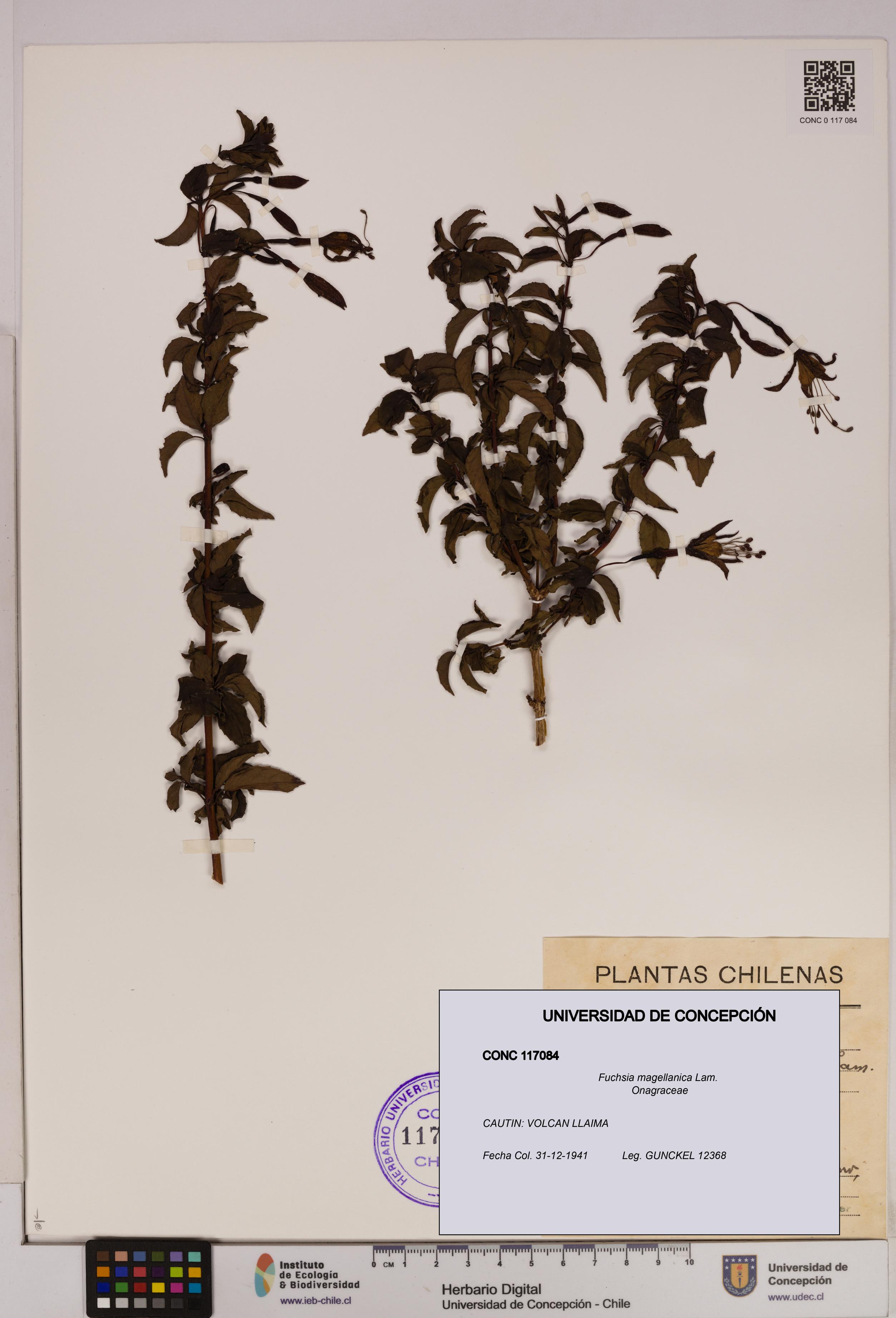 Fuchsia magellanica [Espécimen: UDEC:CONC:0117084]