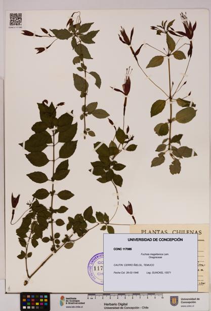 Fuchsia magellanica [Espécimen: UDEC:CONC:0117085]