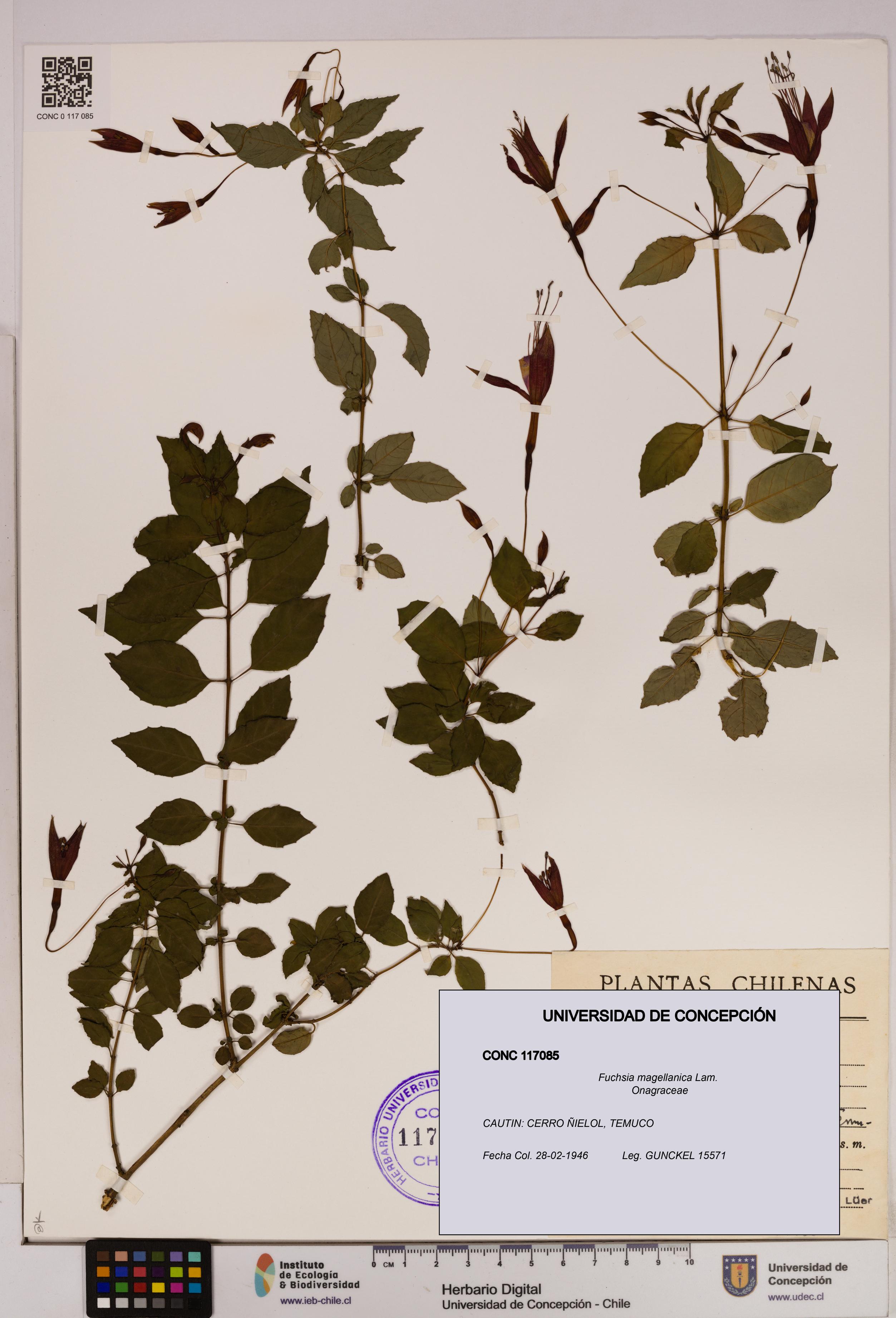 Fuchsia magellanica [Espécimen: UDEC:CONC:0117085]