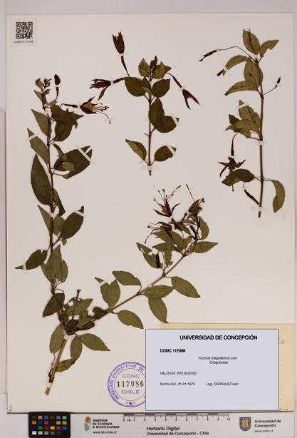 Fuchsia magellanica [Espécimen: UDEC:CONC:0117086]