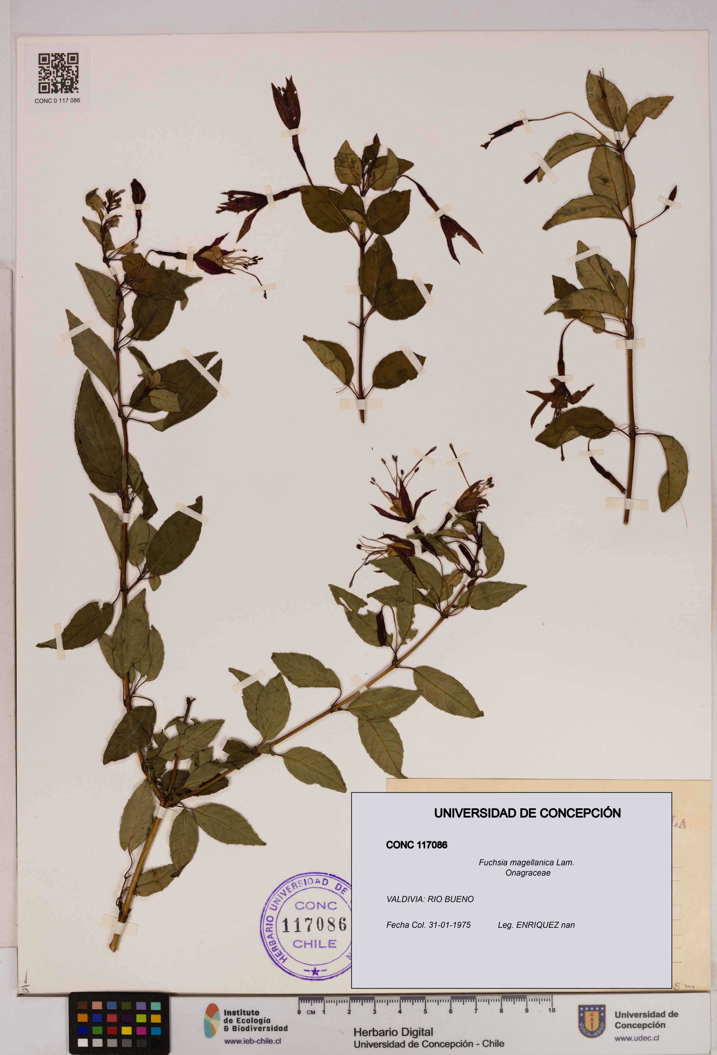 Fuchsia magellanica [Espécimen: UDEC:CONC:0117086]